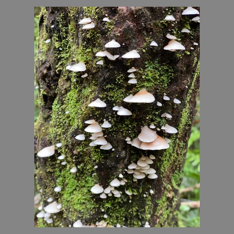 Moss-covered mushroom colony on the tree