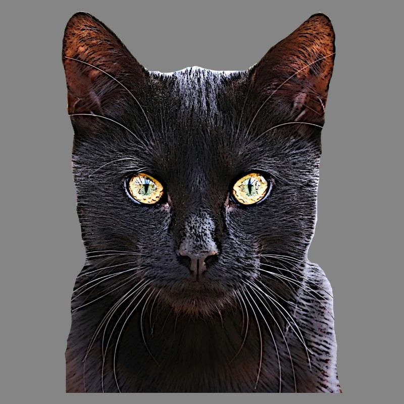 Chat chat cat cats
