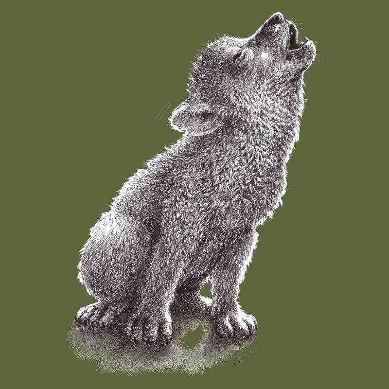 Junger heulender Wolf