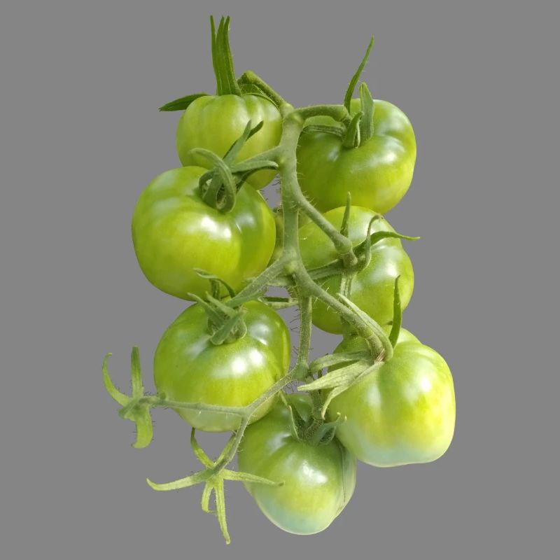 Green tomatoes on the vine