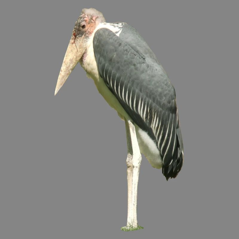 stork
