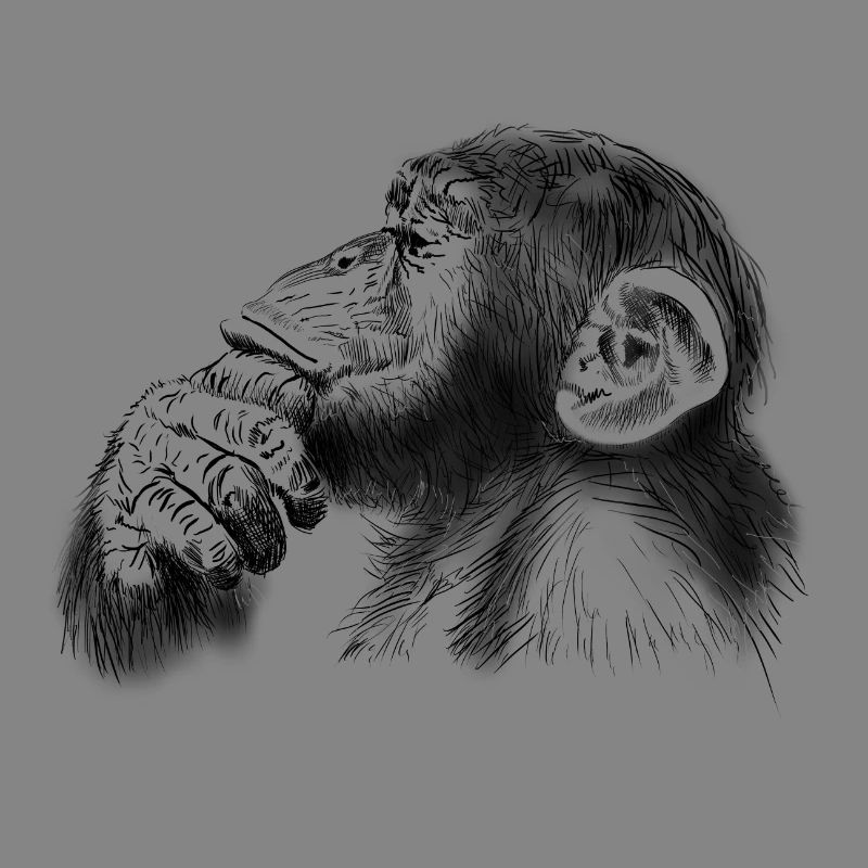 chimpanzee