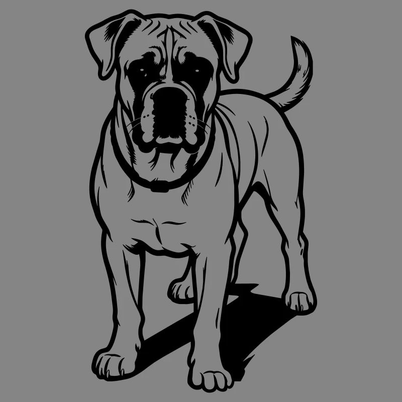Boxer dog