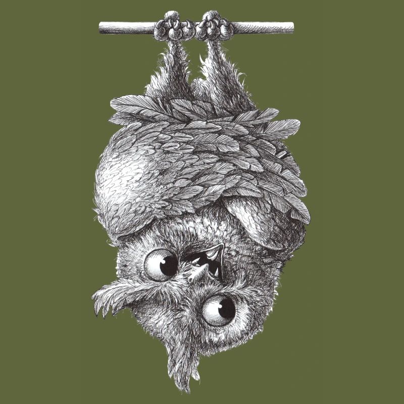 Vampir Eule - Dracula Eule