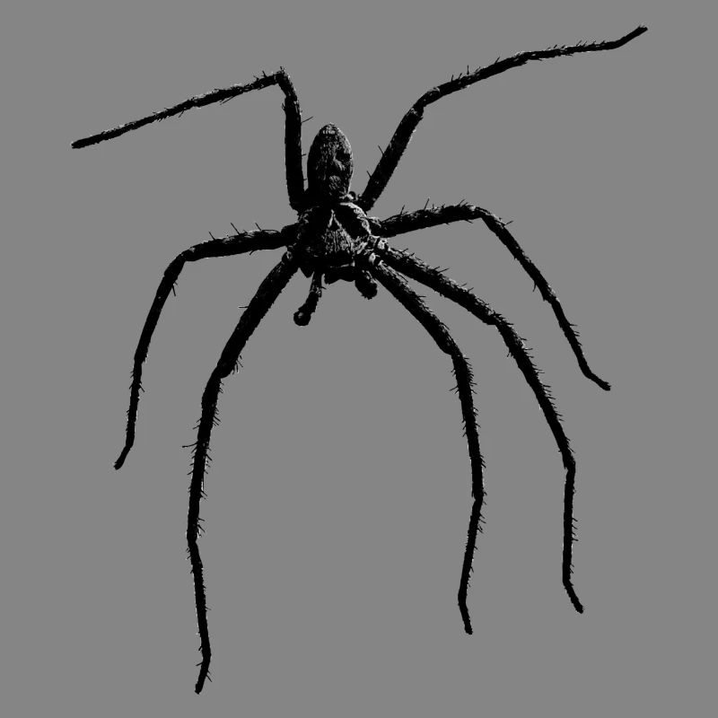 Spider / Black Widow + Skull with spider phobia