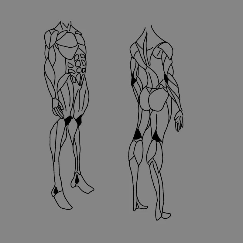 Muscle design