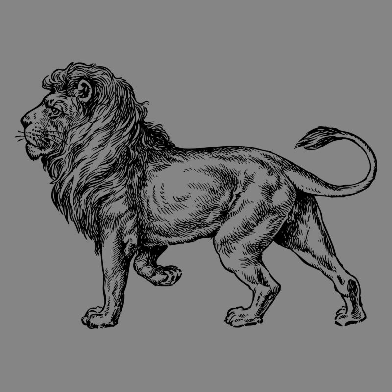 Big lion black and withe