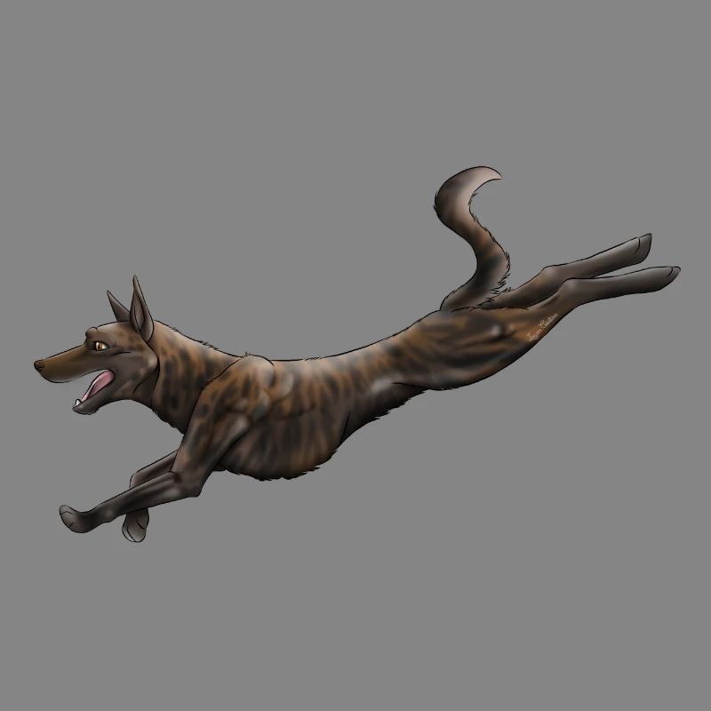 Dutch Shepherd
