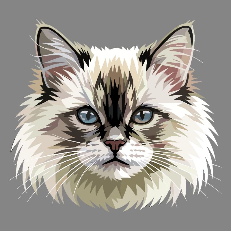 Chat Birman Chat Birman Sacré Chat Birman Mignons Chats Birman