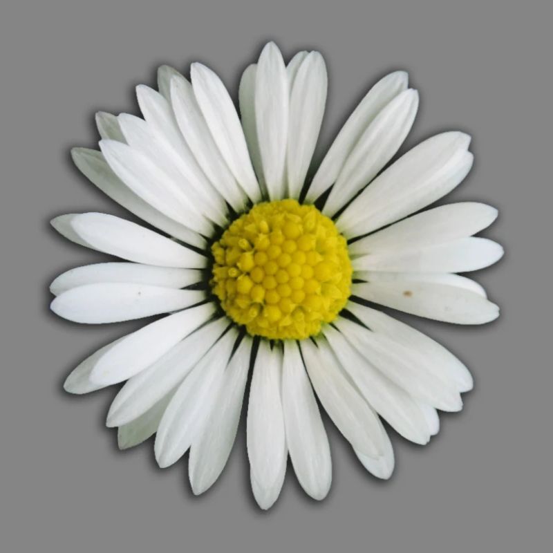 Gänseblümchen - Blume