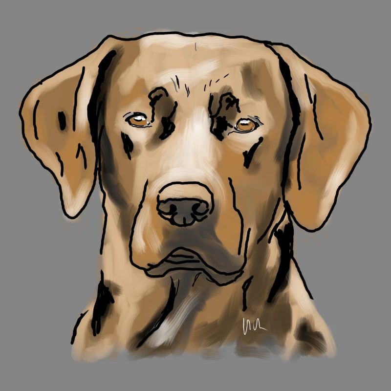 Labrador