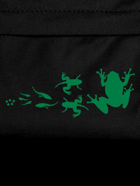 évolution-grenouille