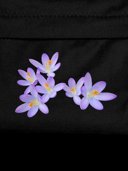 Purple spring flowers (crocus)