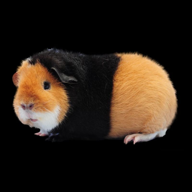 Guinea pig