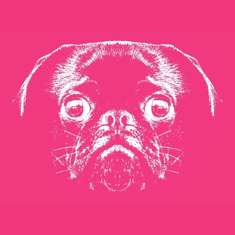 Mops / Gesicht / Kopf