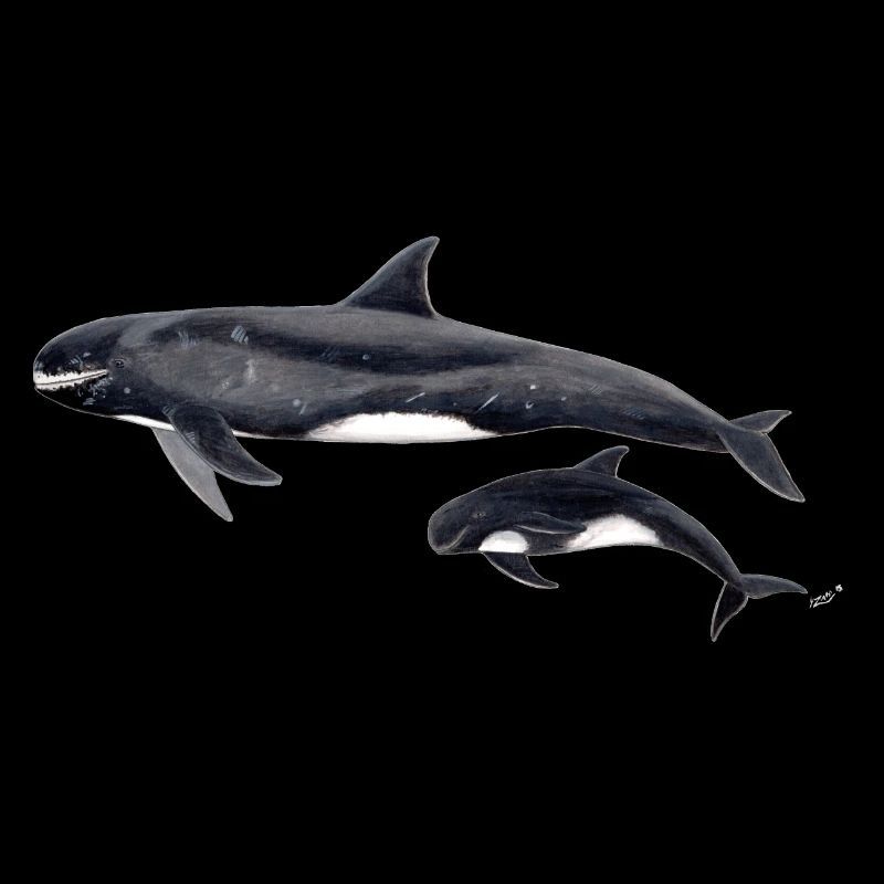 Pygmy killer whale - Pygmy killer whale - Orque pygmée