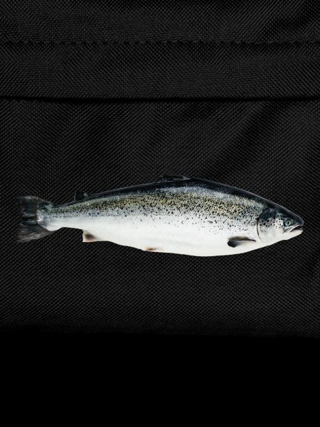 salmon