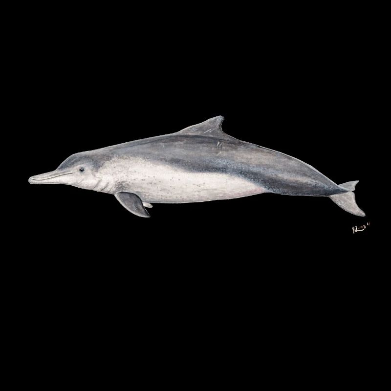 Australian dolphin - Dolphin Sousa sahulensis