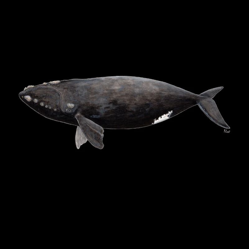 Right Whale - Balaena glacialis - right whale