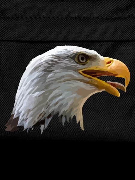 bald eagle