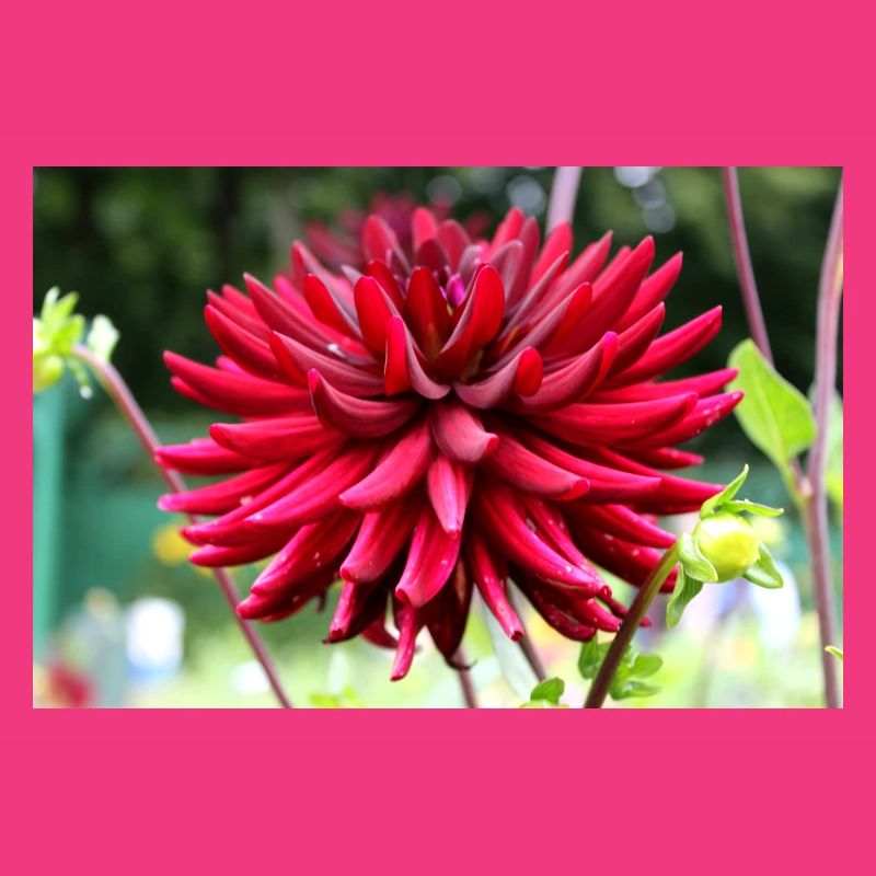 Dahlie rot Blüte ,Blume