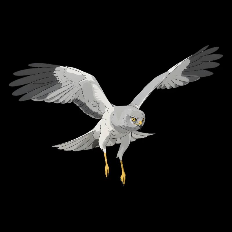 Hen Harrier Circus cyaneus