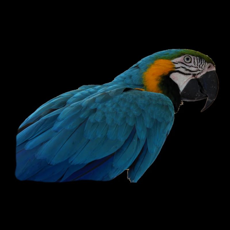 Parrots Bird T-shirt Gift