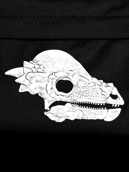 Pachycephalosaurus Fossil Skull