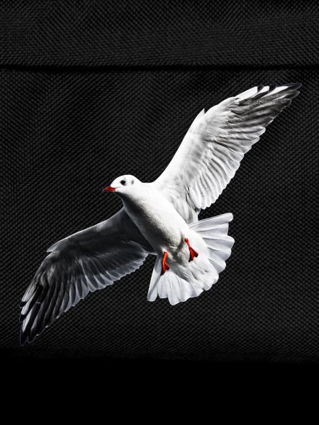 Möwe Shirt