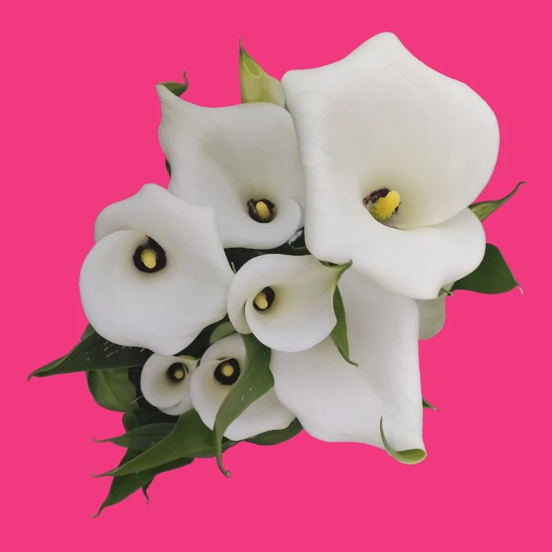 CALLAS BLANCS