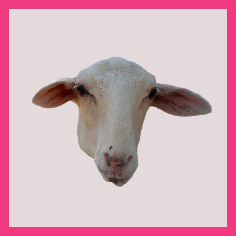mouton