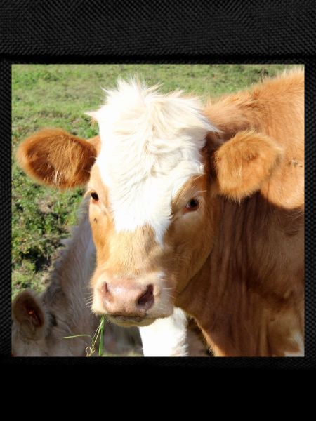 Cow Poster