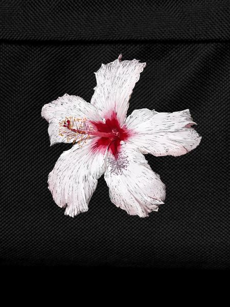 Blume