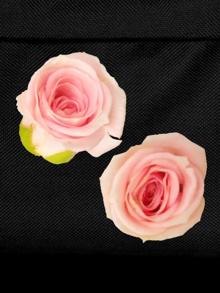 Isolated_Soft_Pink_Rose_Buds_Macro_Photography