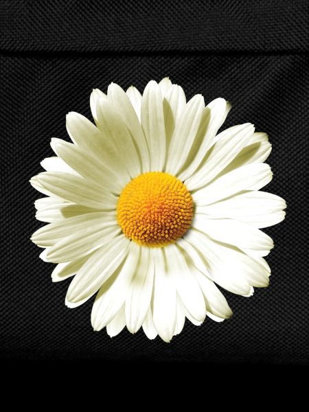 Gänseblümchen | Daisy flower power