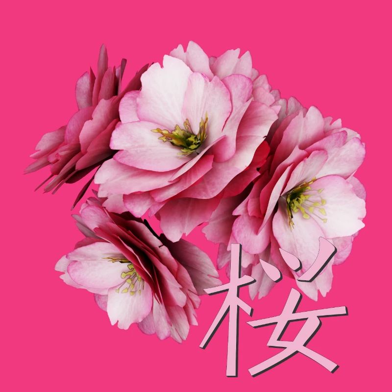 Cherry Blossom