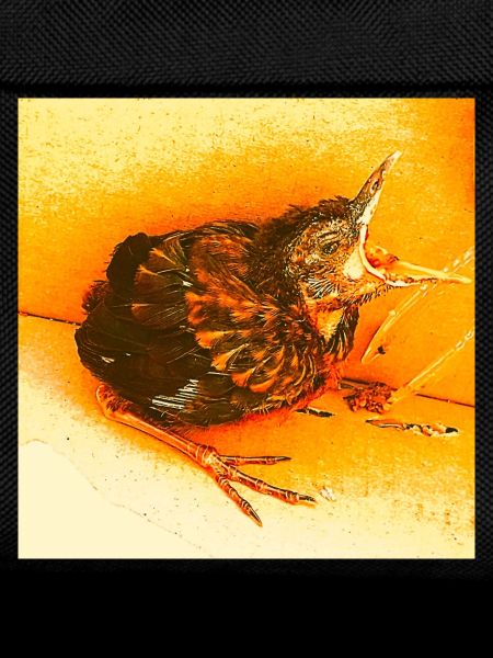 Hungrige Amsel