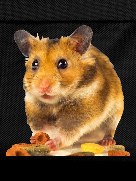 I am hamster