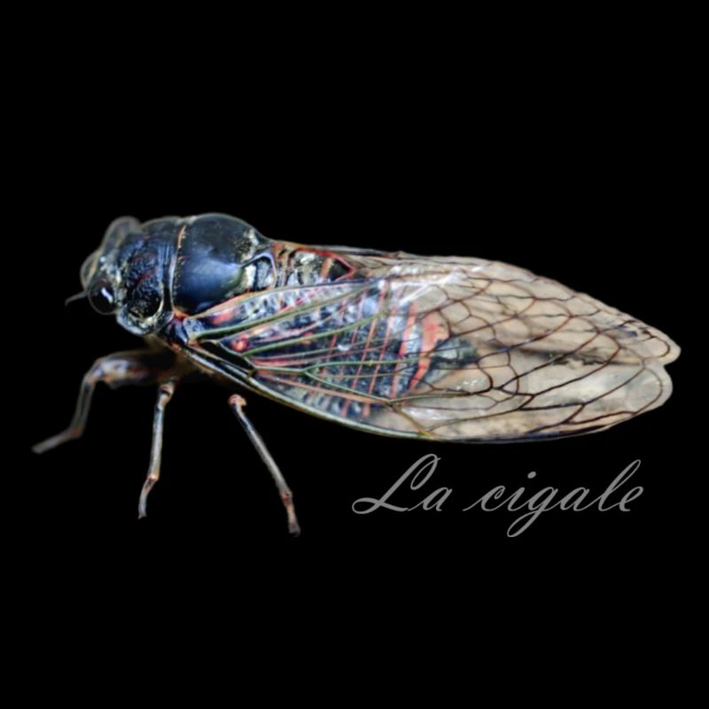 la cigale