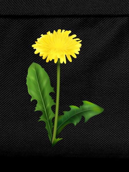 Dandelion | dandelion