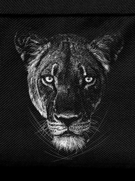 Lioness