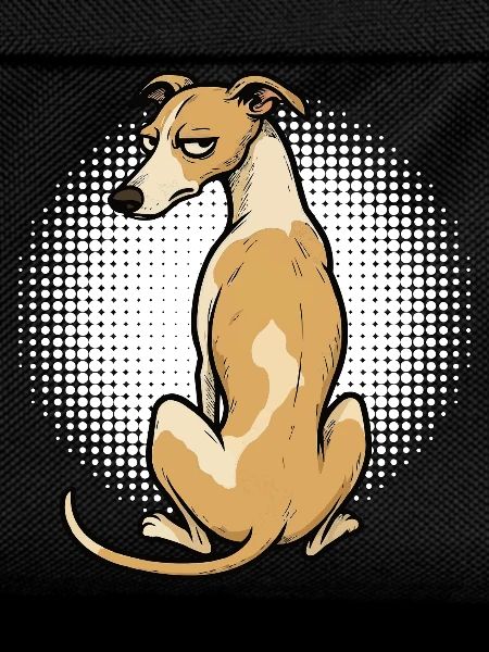 Whippet Greyhound Whippets Greyhound Owner