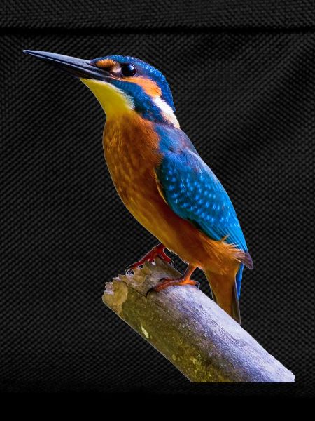 eisvogel