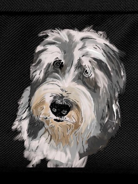 Bearded Collie