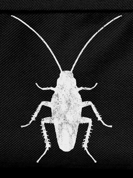 Cockroach Insect Entomology