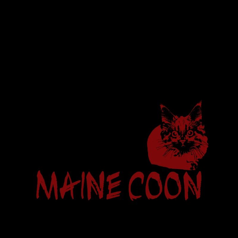 Chat Maine coon