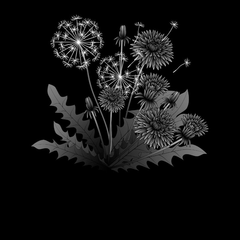 Dandelion Life Cycle Illustration Dandelion Life