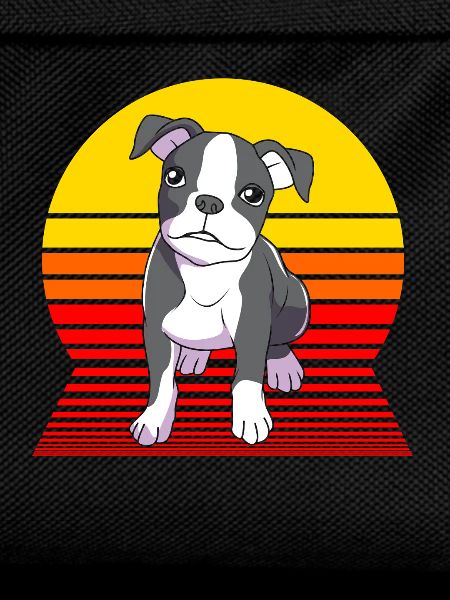 Boston Terrier