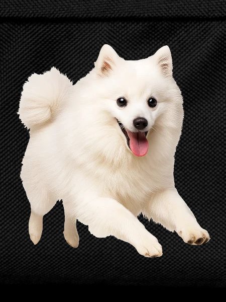 Japan Spitz