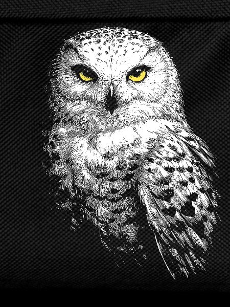 Snowy owl